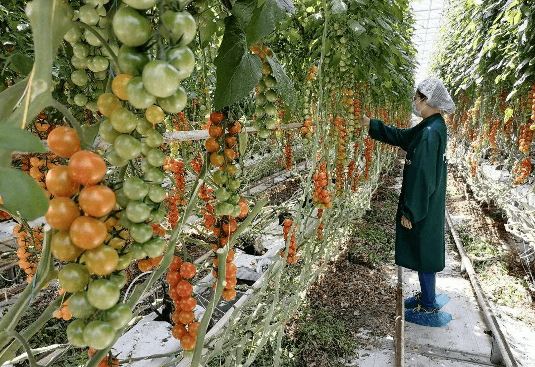 中央一号文件明确指出：2023年设施农业这样干！(图4)